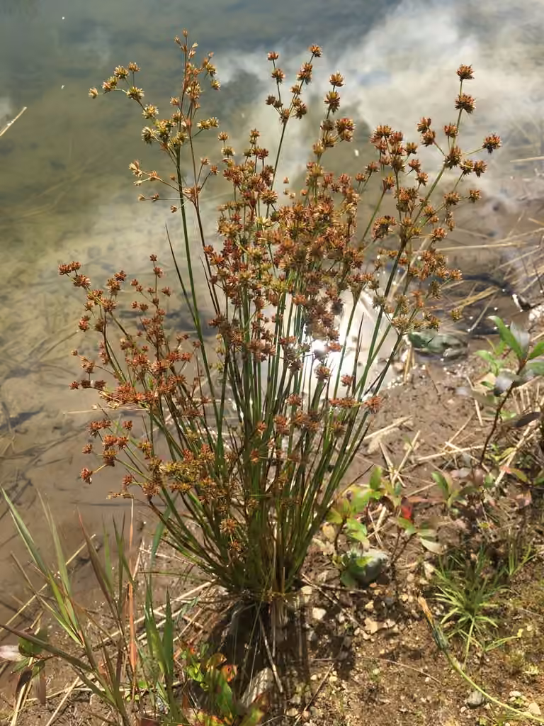 Sharp-fruit rush, photo 1 of 5
