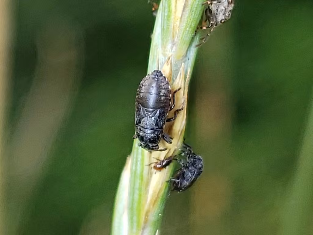 Phlegyas abbreviatus, Nymph