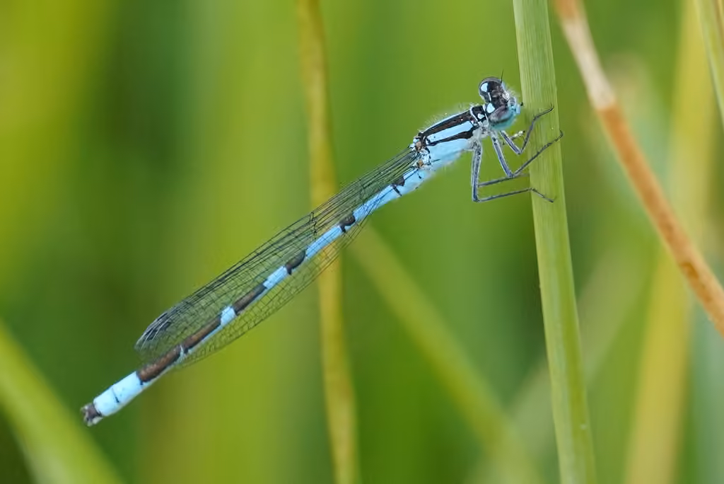 Agrion enivré