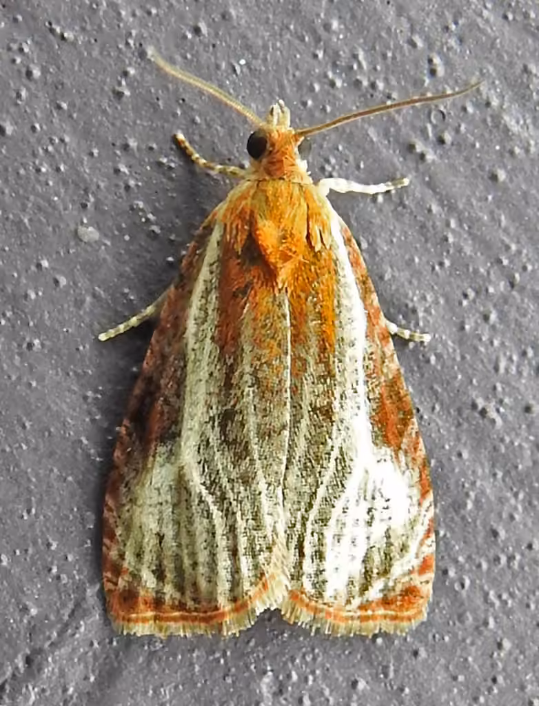 Olethreutes quadrifidum, Adult