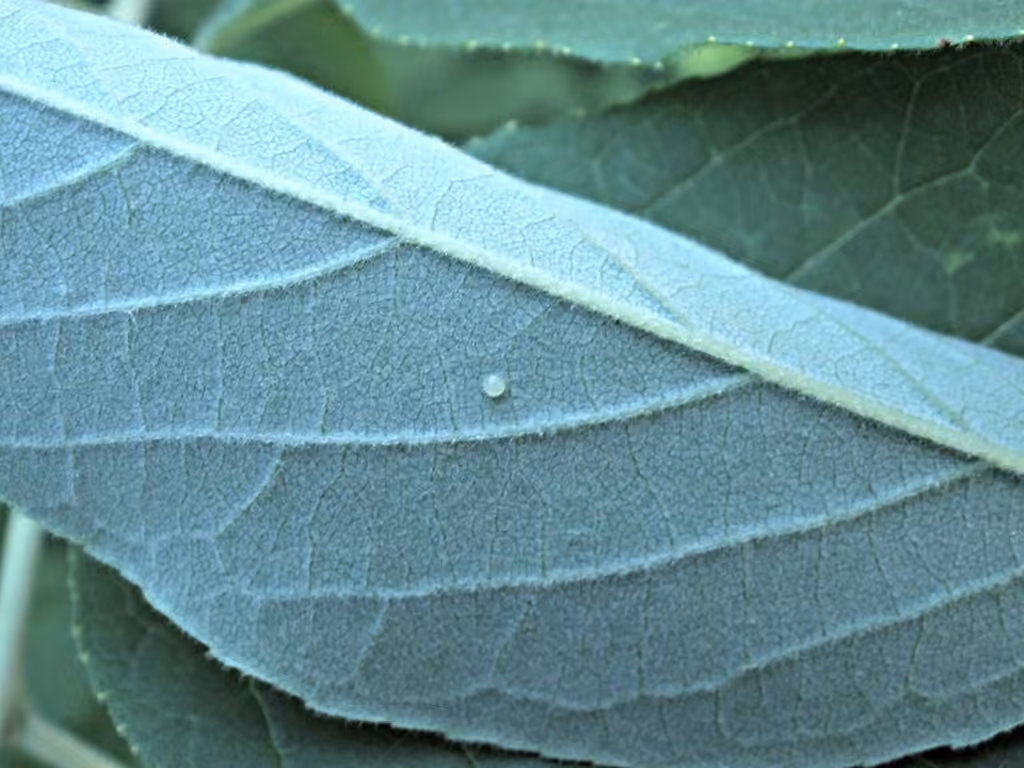 Morning-glory Prominent, Eggs