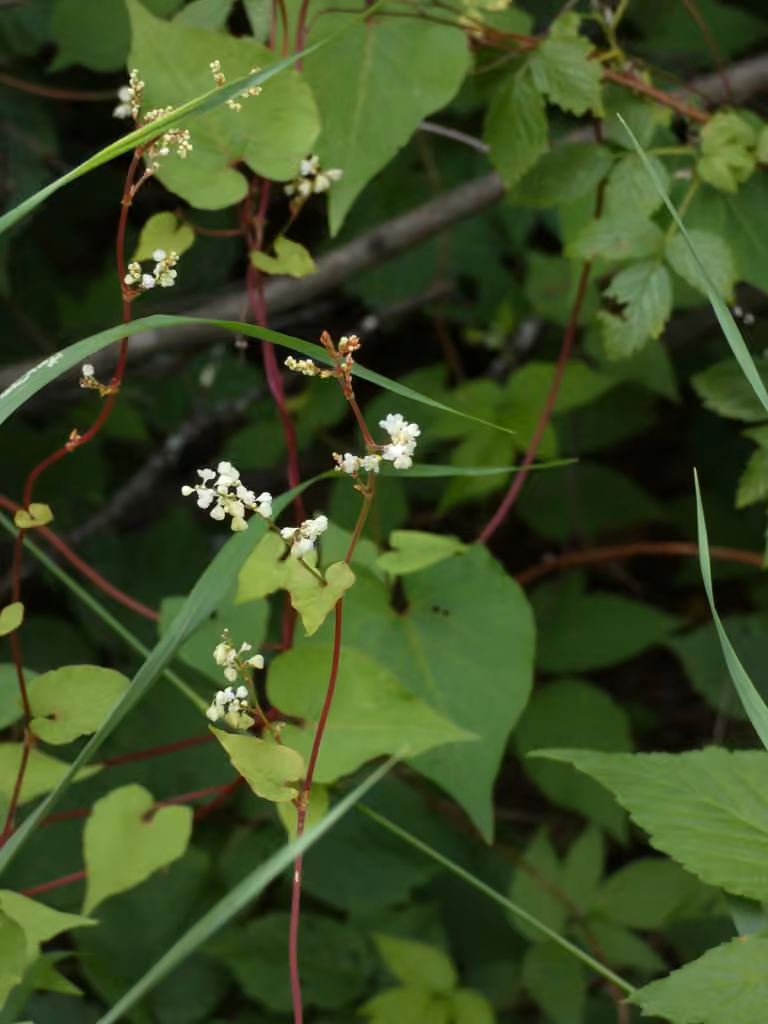 Renouée à noeuds ciliés, En fleurs