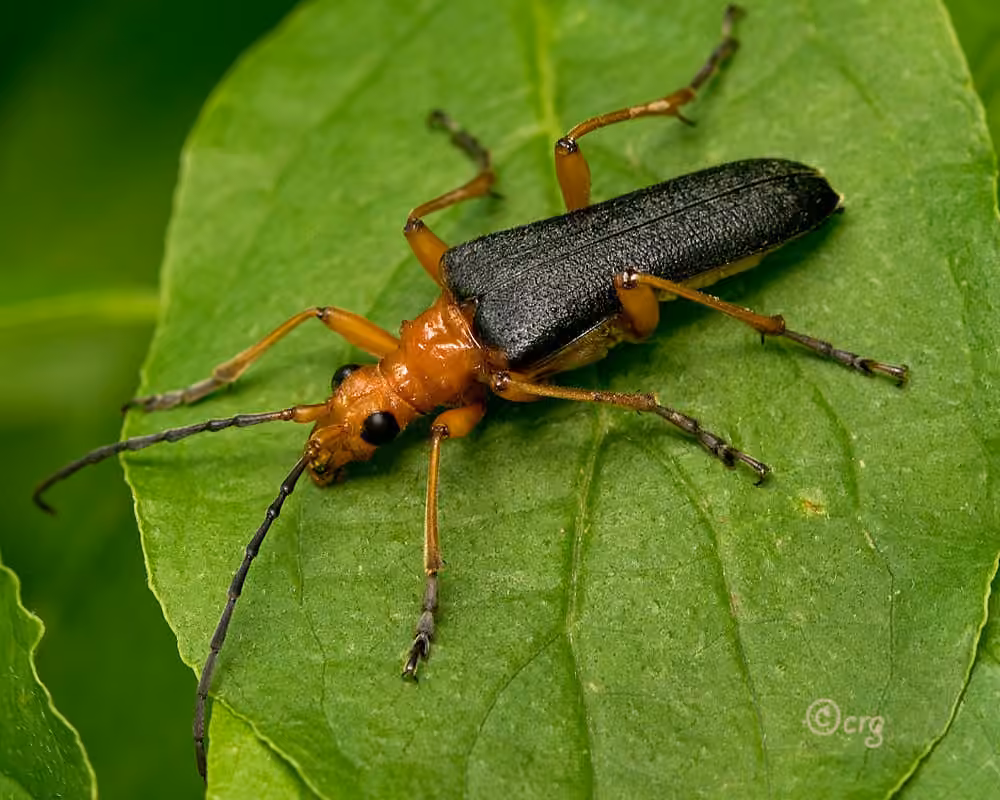 Schaum's Longhorn Beetle