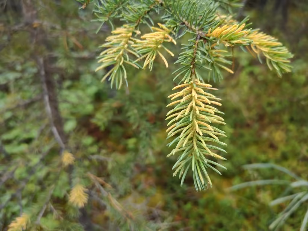 Needle Rust, photo 3 sur 5