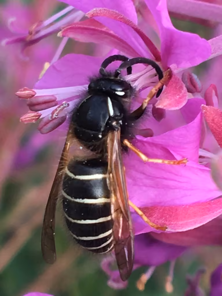 Arctic Yellowjacket, photo 1 of 5