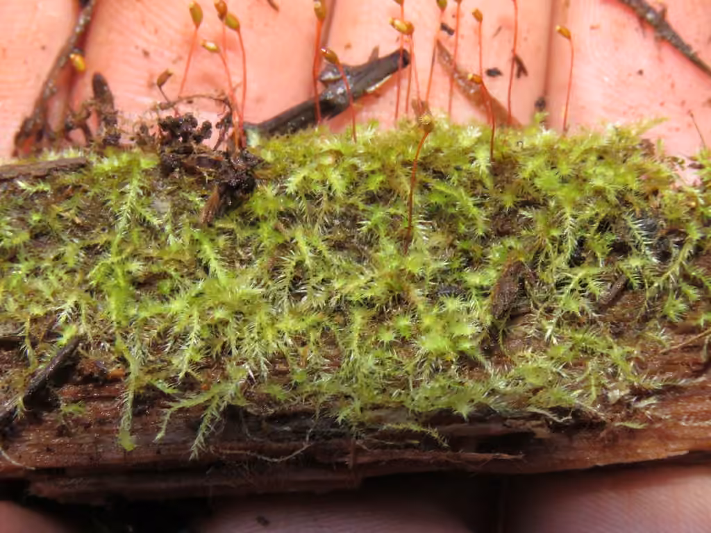 Velvet Feather-moss, photo 3 of 5