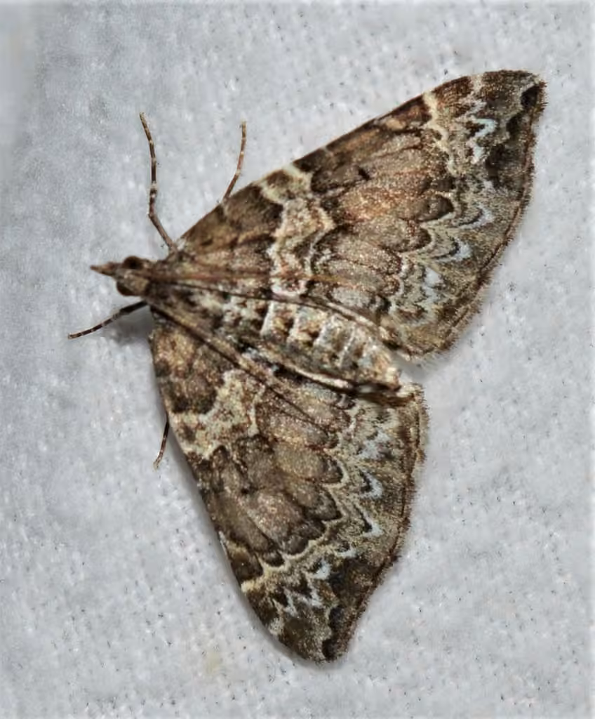 White Eulithis Moth