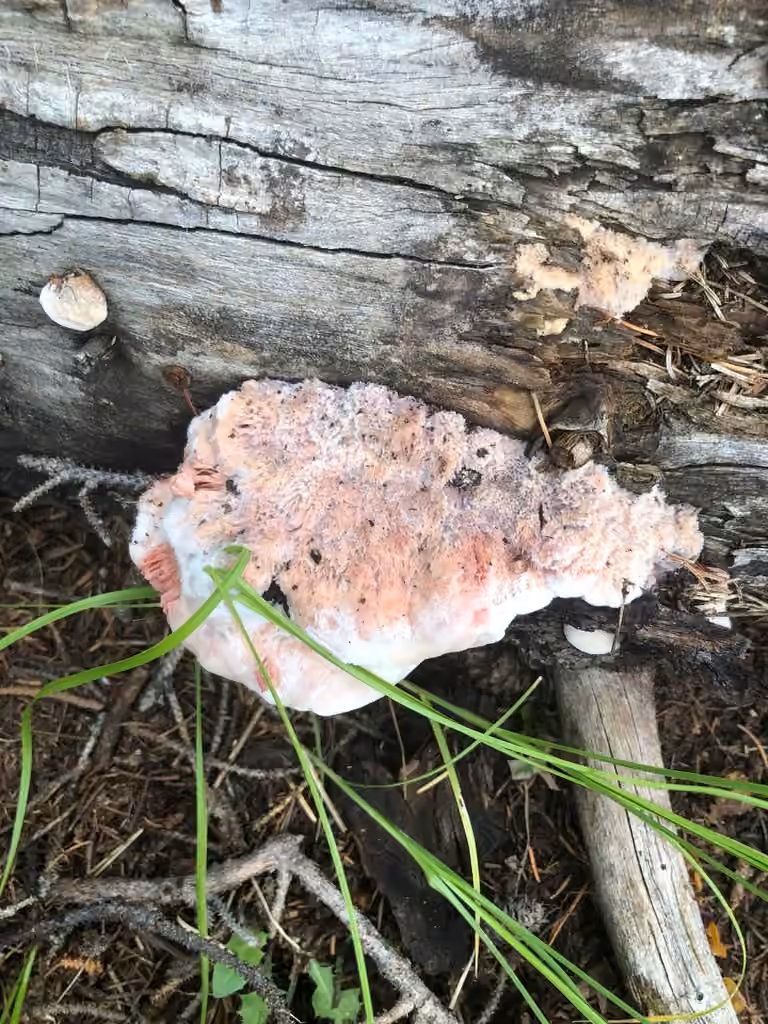 Polypore mou, photo 2 sur 5