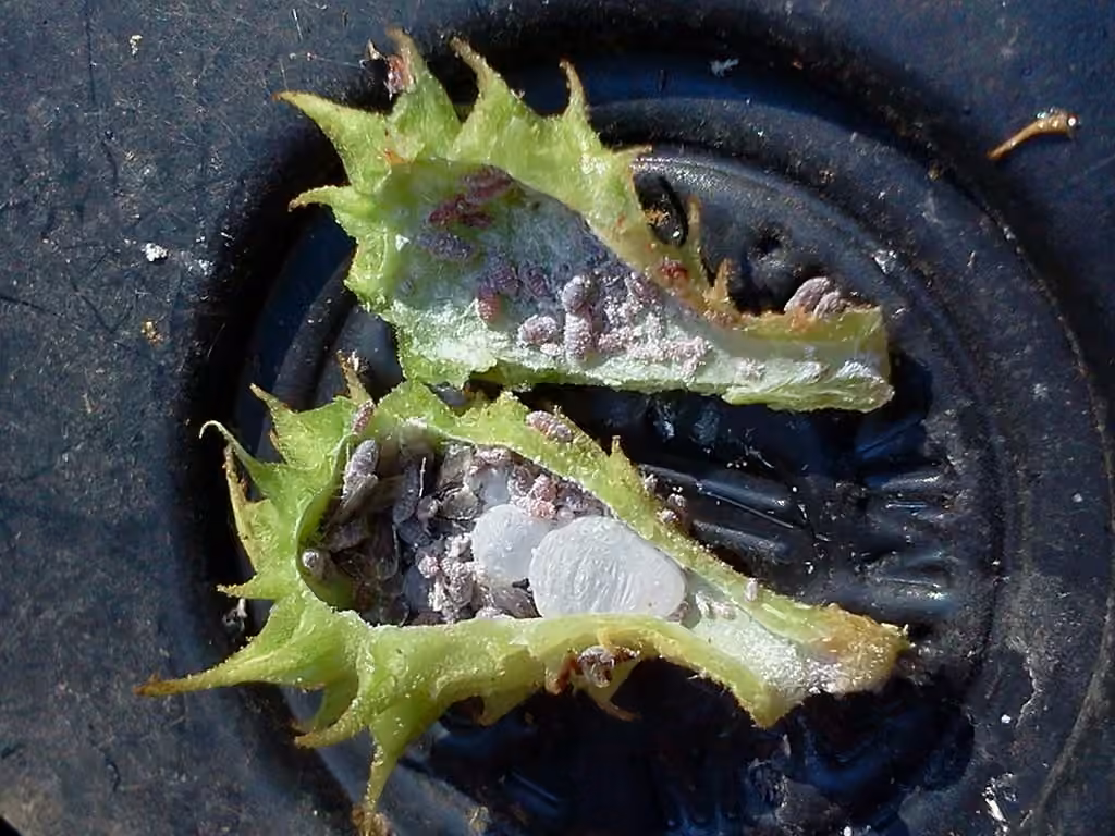 Spiny Witch-Hazel Gall Aphid, photo 3 of 5