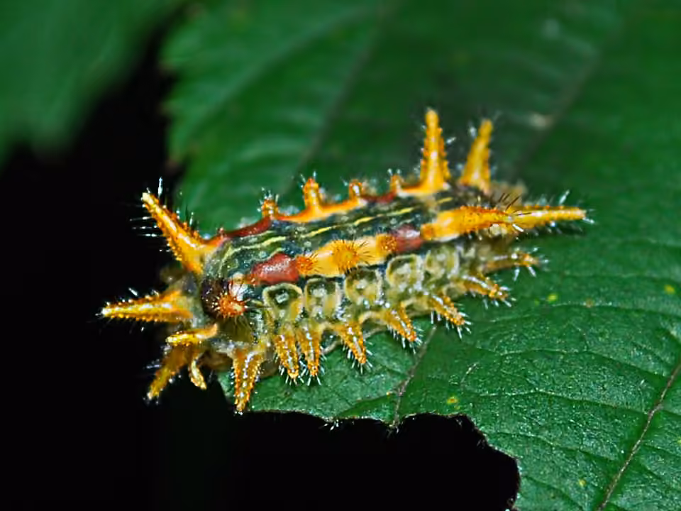 Limacode épineuse