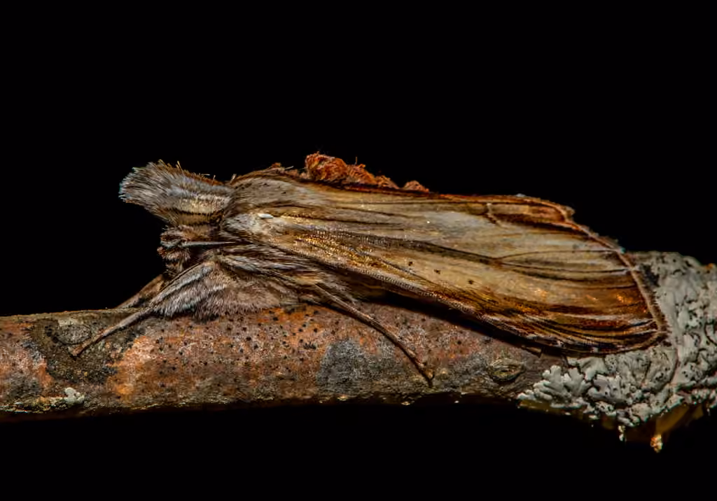 Noctuelle huppée de la verge d'or