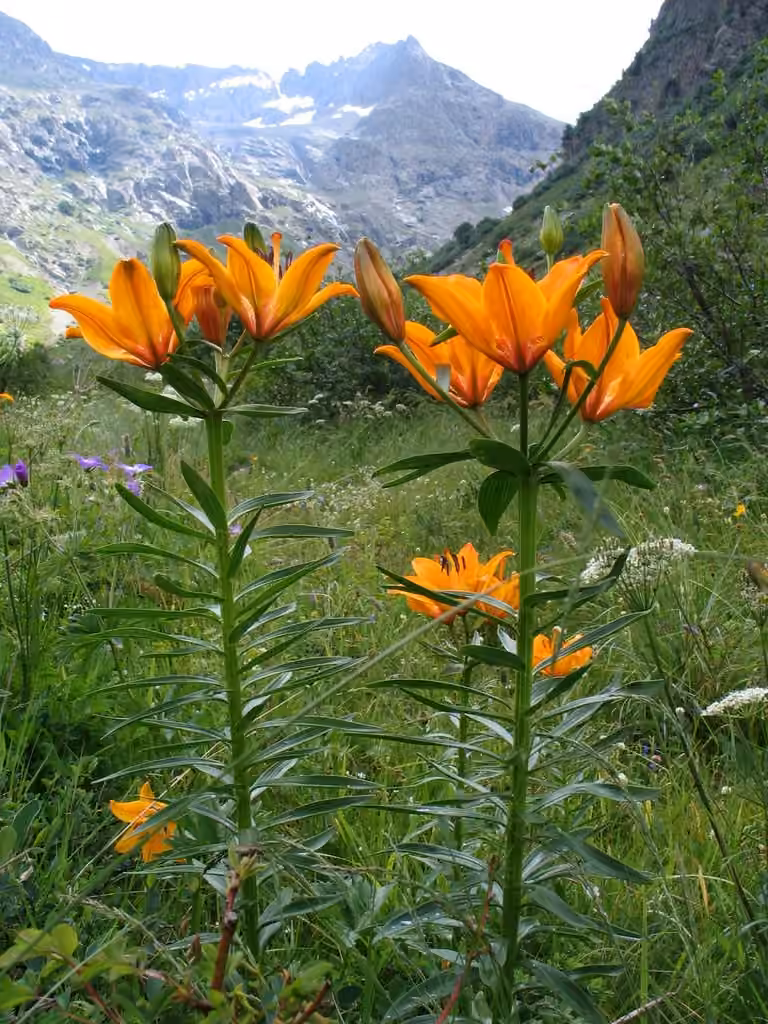Lis bulbifère, photo 2 sur 5