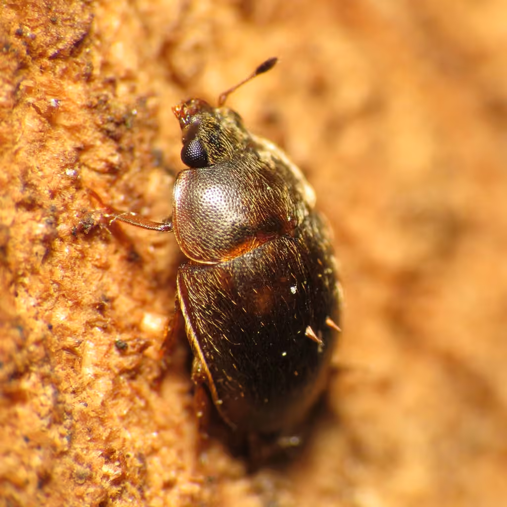 Nitidule ciliée, photo 1 sur 5