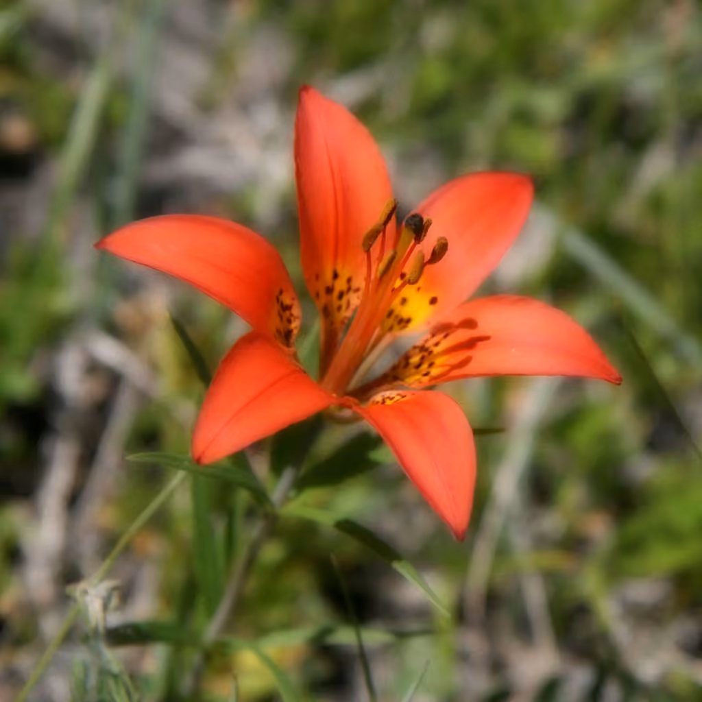 Wood lily