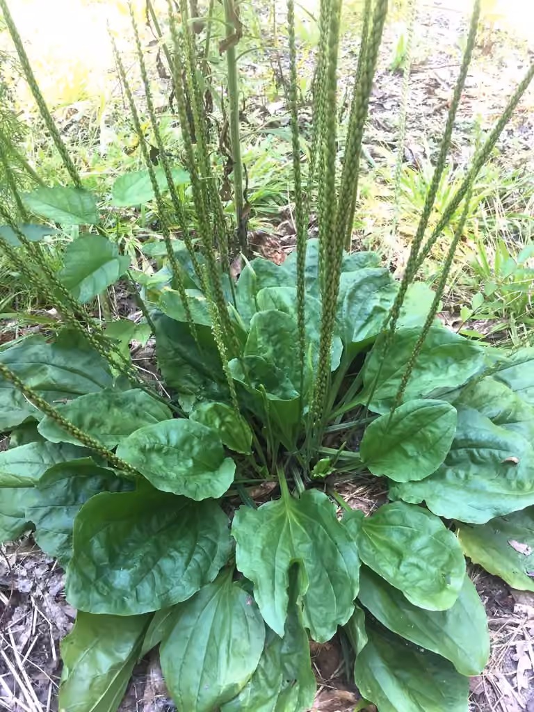 Plantain de Rugel, photo 1 sur 5