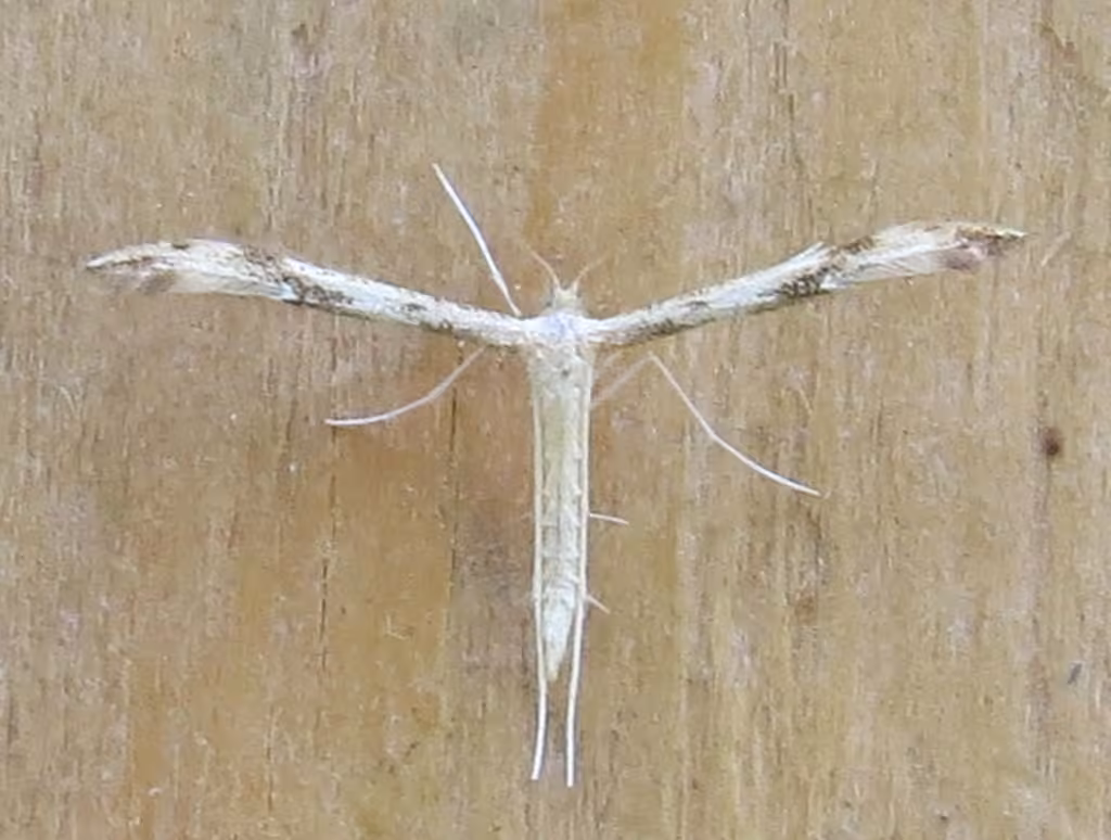 Mountain Plume Moth, Adulte