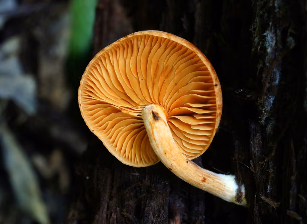 Gymnopile réglisse