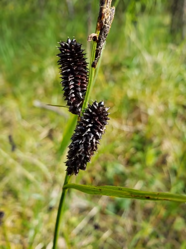 Carex membraneux, photo 2 sur 5