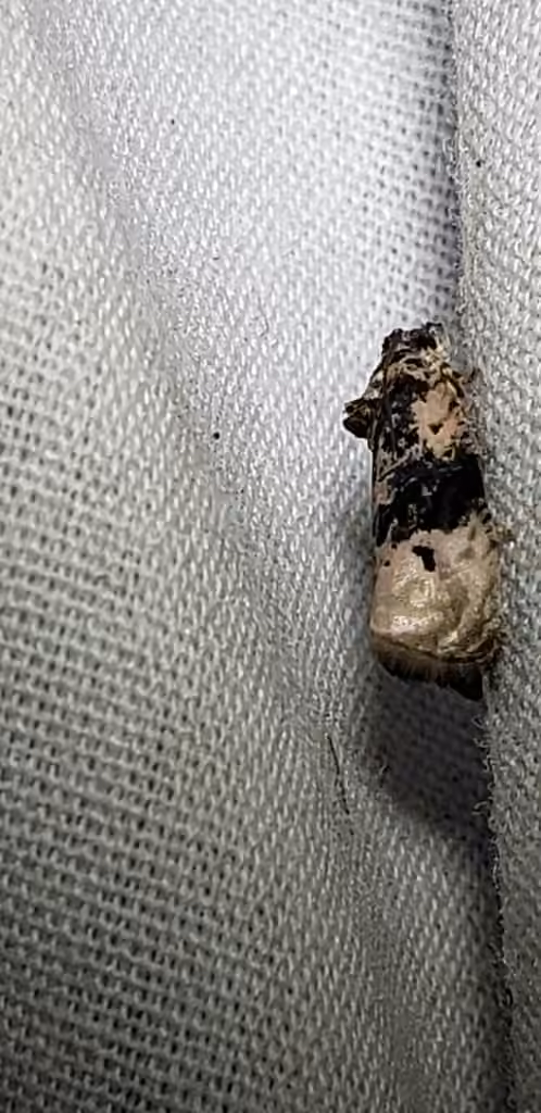 Pink-washed Leafroller Moth, Adult