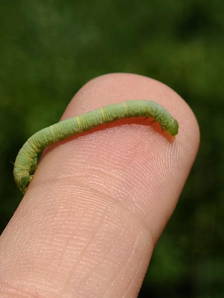 Mélanophe du Canada, Chenille