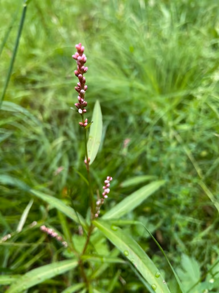 Pygmy smartweed, photo 1 of 5