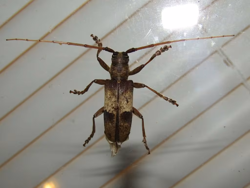 Hickory borer, photo 2 of 5