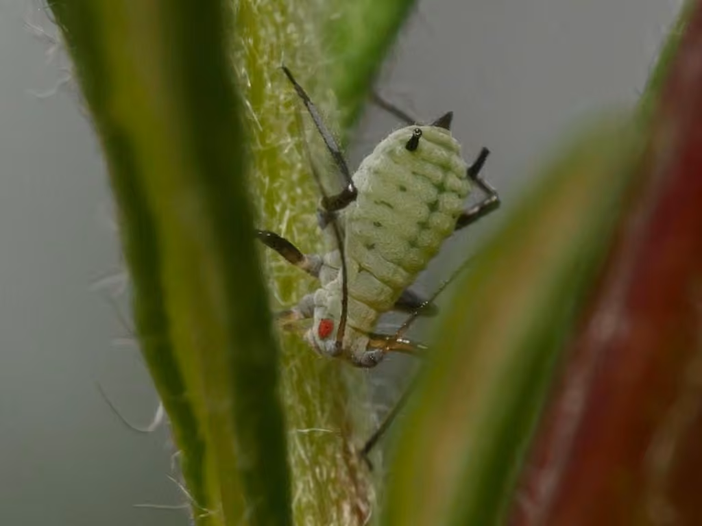 Mugwort Aphid, Nymph