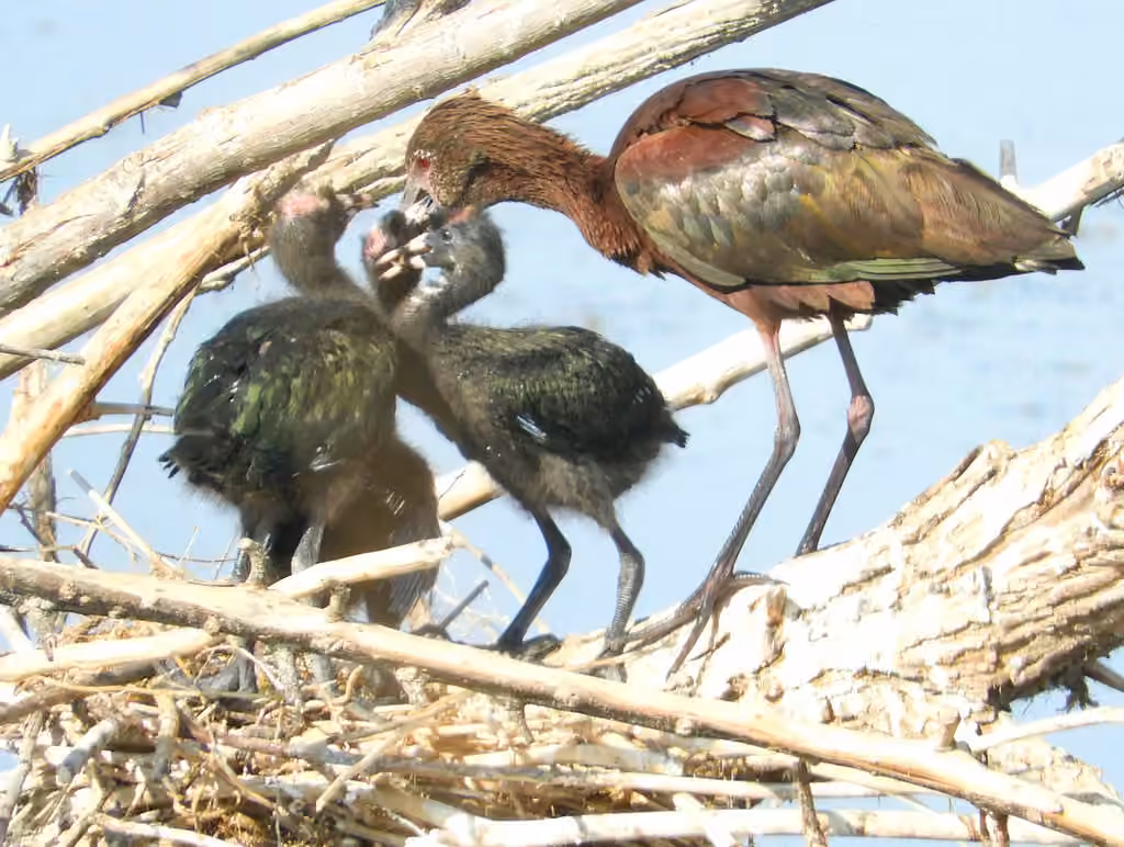 White-faced Ibis, Juvenile