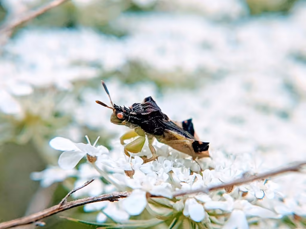 Pennsylvania Ambush Bug, Male