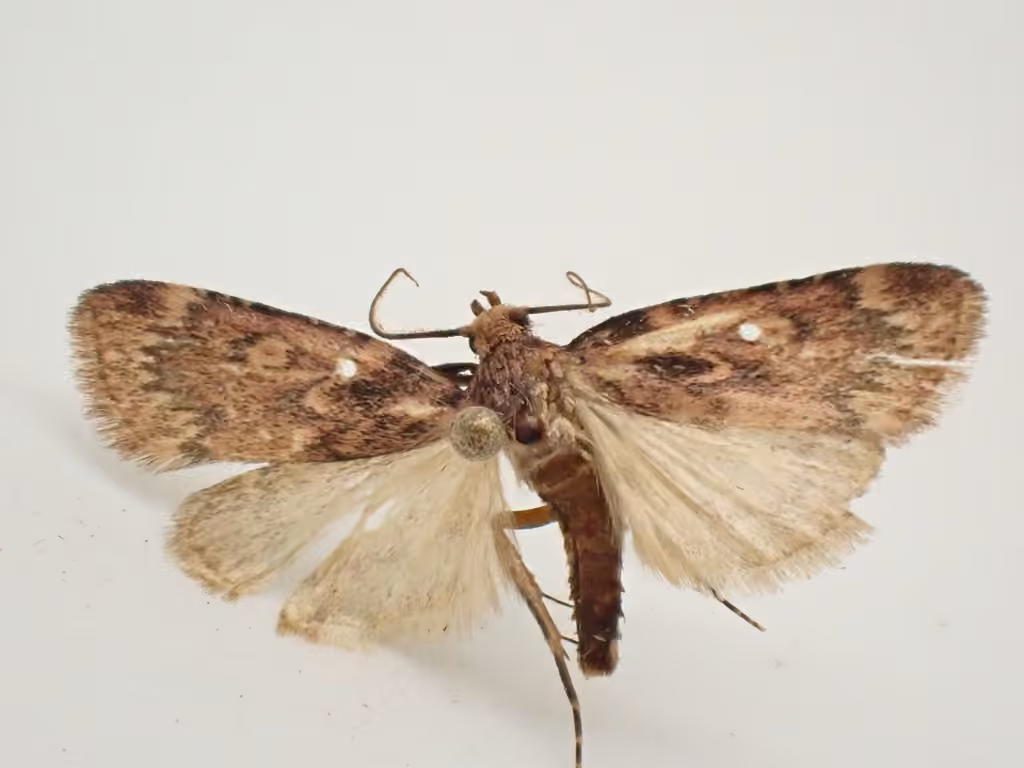 Pink-masked Pyralid Moth, photo 1 sur 5