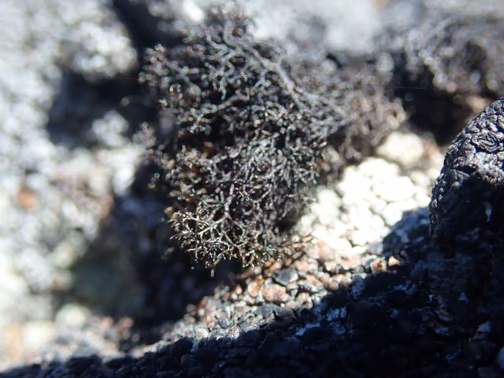Pseudéphèbe pubescent, photo 3 sur 5