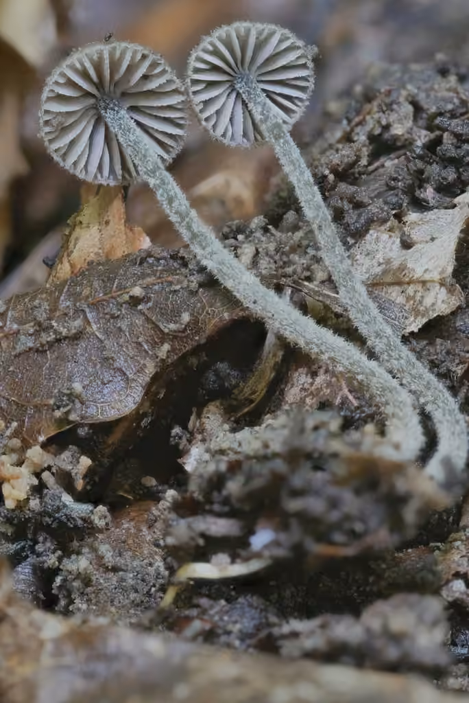 Entoloma dysthales, photo 1 sur 5