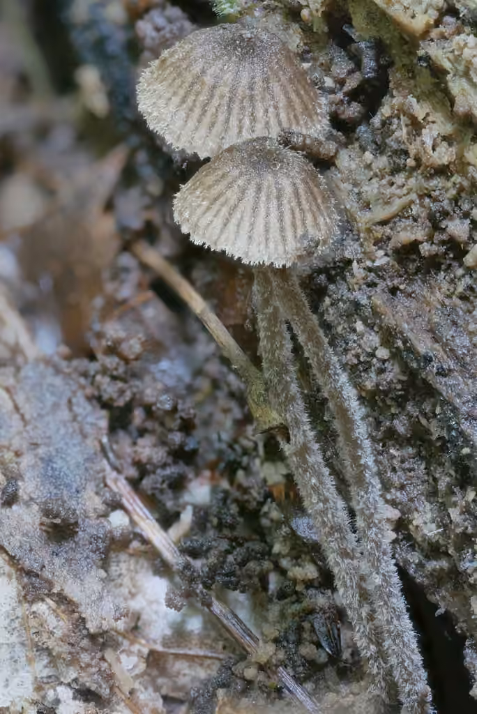 Entoloma dysthales, photo 2 sur 5