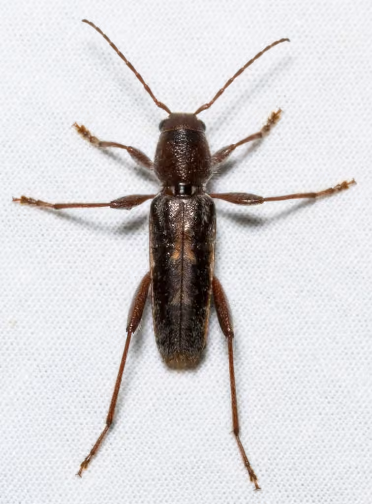 Arrowhead Borer, photo 3 of 5