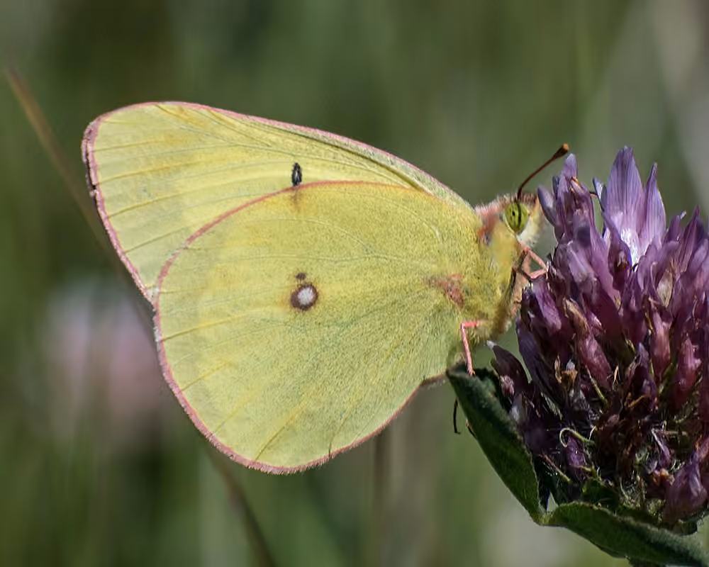 Giant Sulphur, Adult