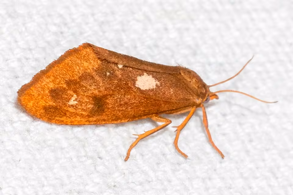 Rusty Virbia Moth, Femelle