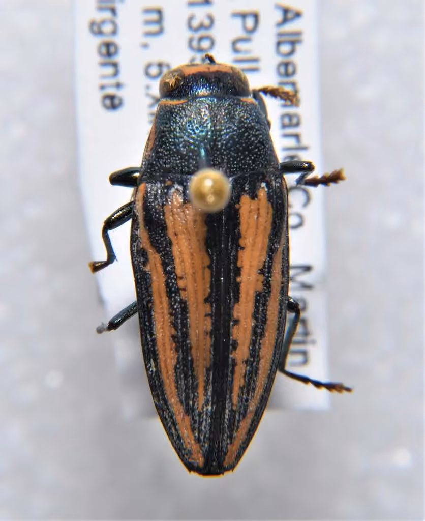 Lined Buprestid Beetle, photo 2 of 5