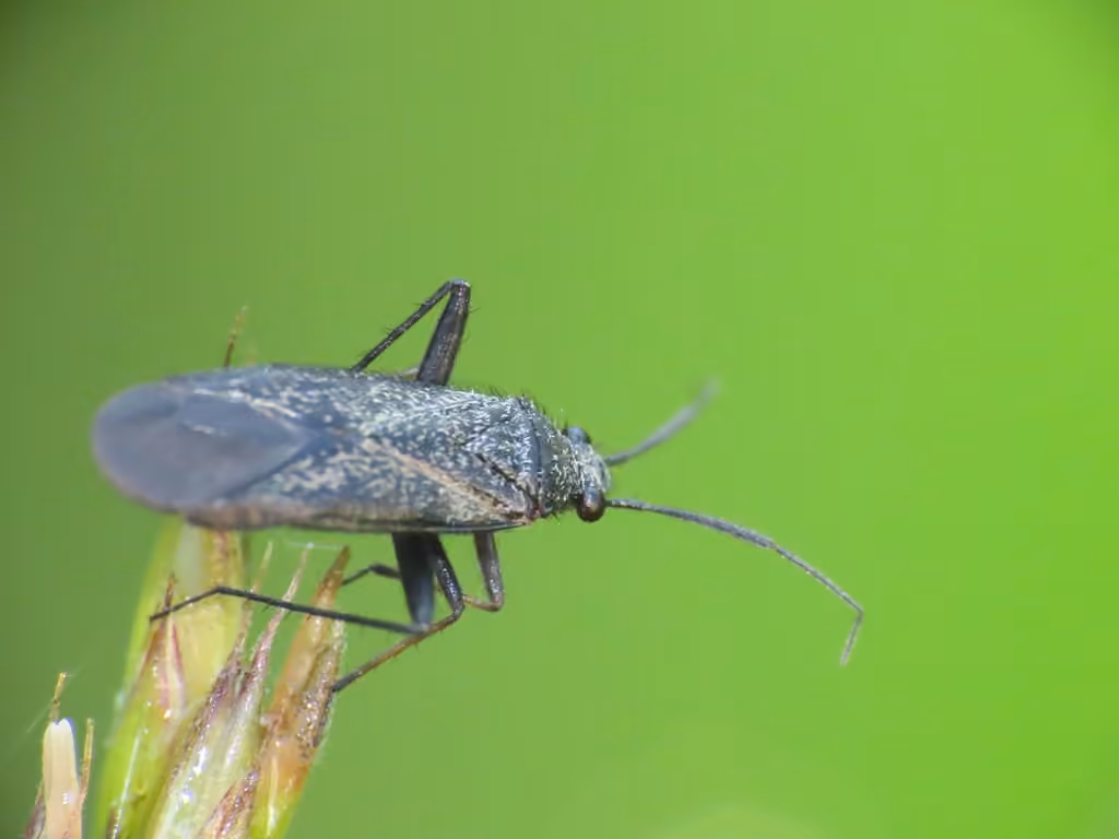 hairy plant bug, Mâle
