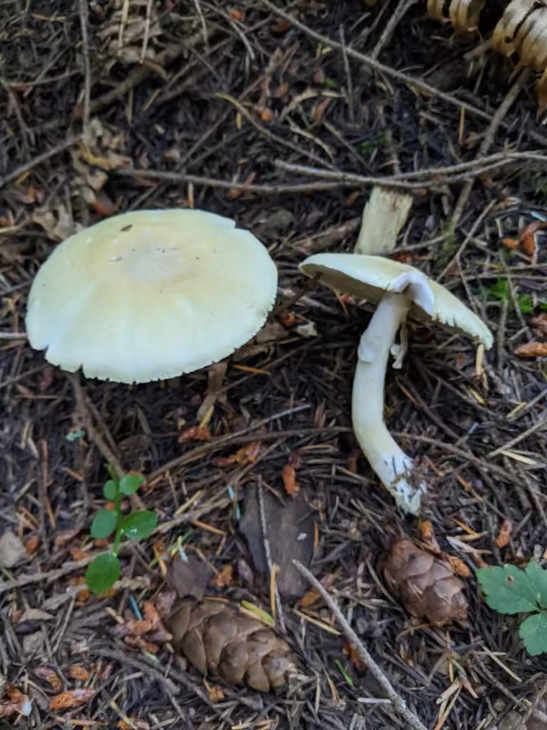 Abruptly-bulbous agaricus, photo 3 of 5