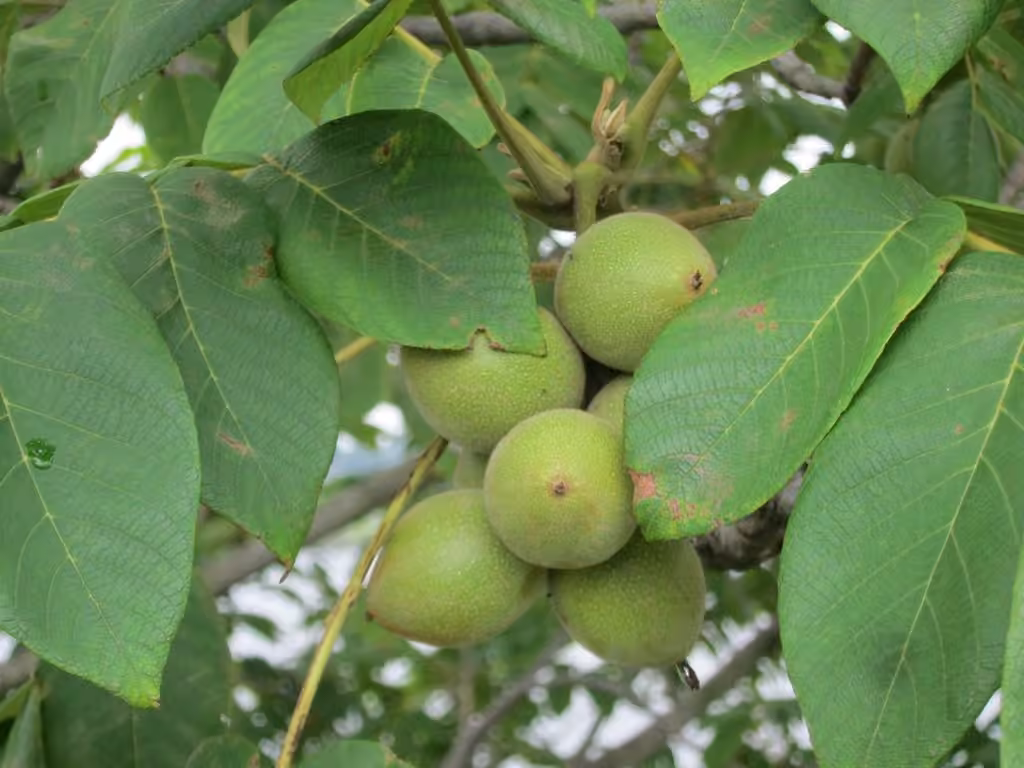Japanese walnut