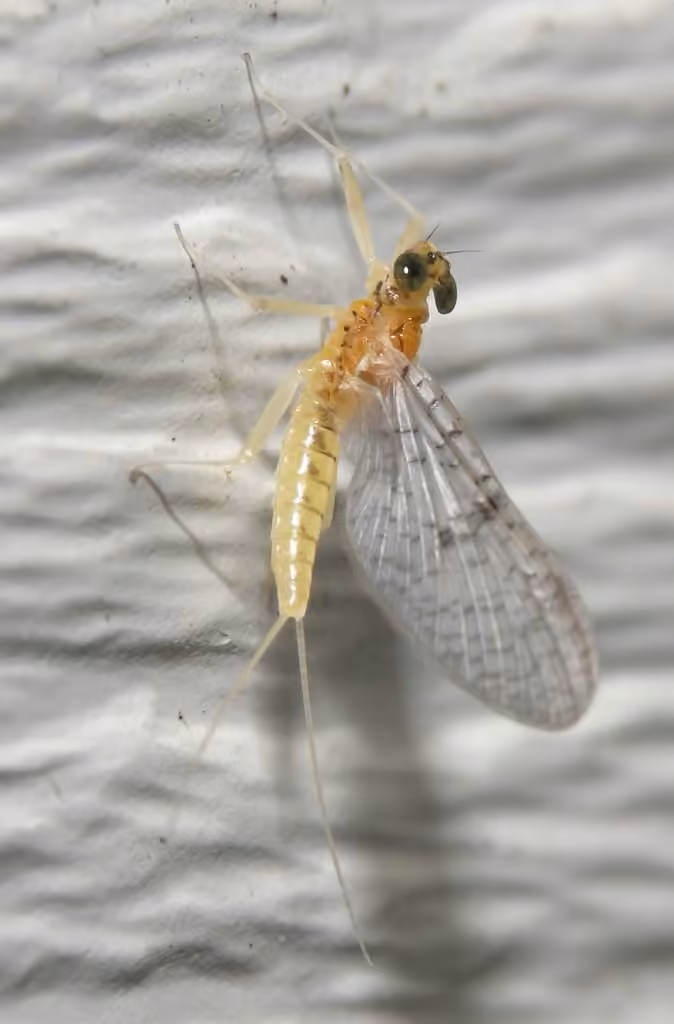 Hebe's flat-headed mayfly, photo 3 of 5