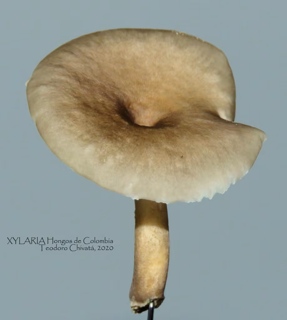 Polyporus craterellus, photo 2 sur 5