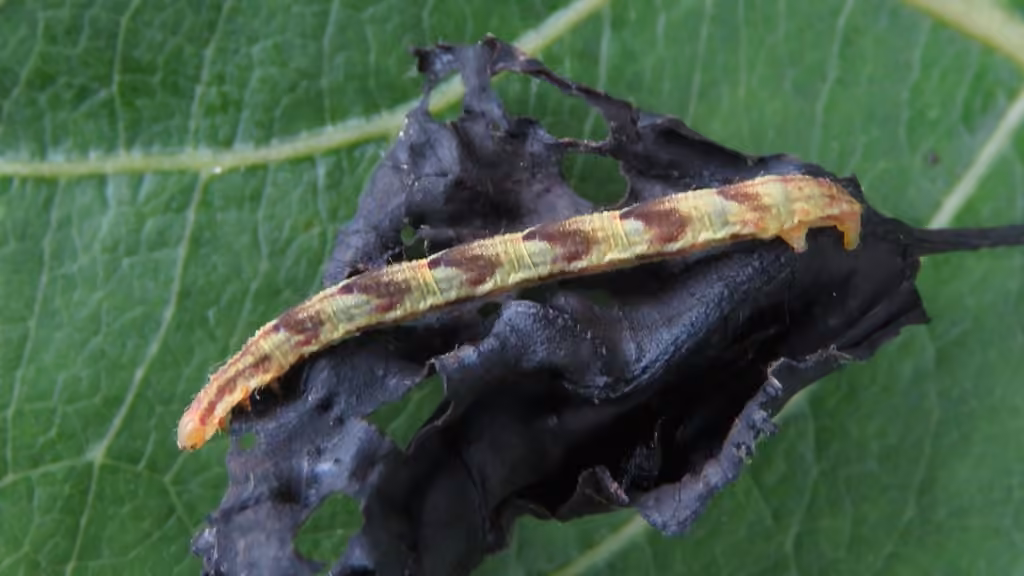 Common Eupithecia Moth, Chenille