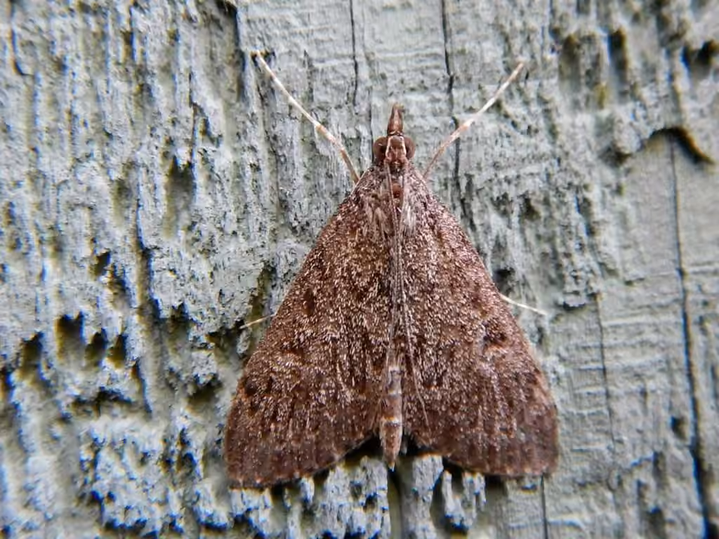 Dusky Saucrobotys Moth, Adult