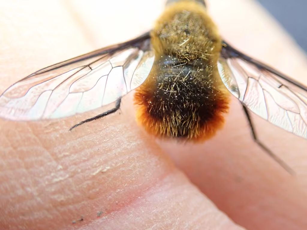 Tawny-tailed Bee Fly, photo 3 of 5