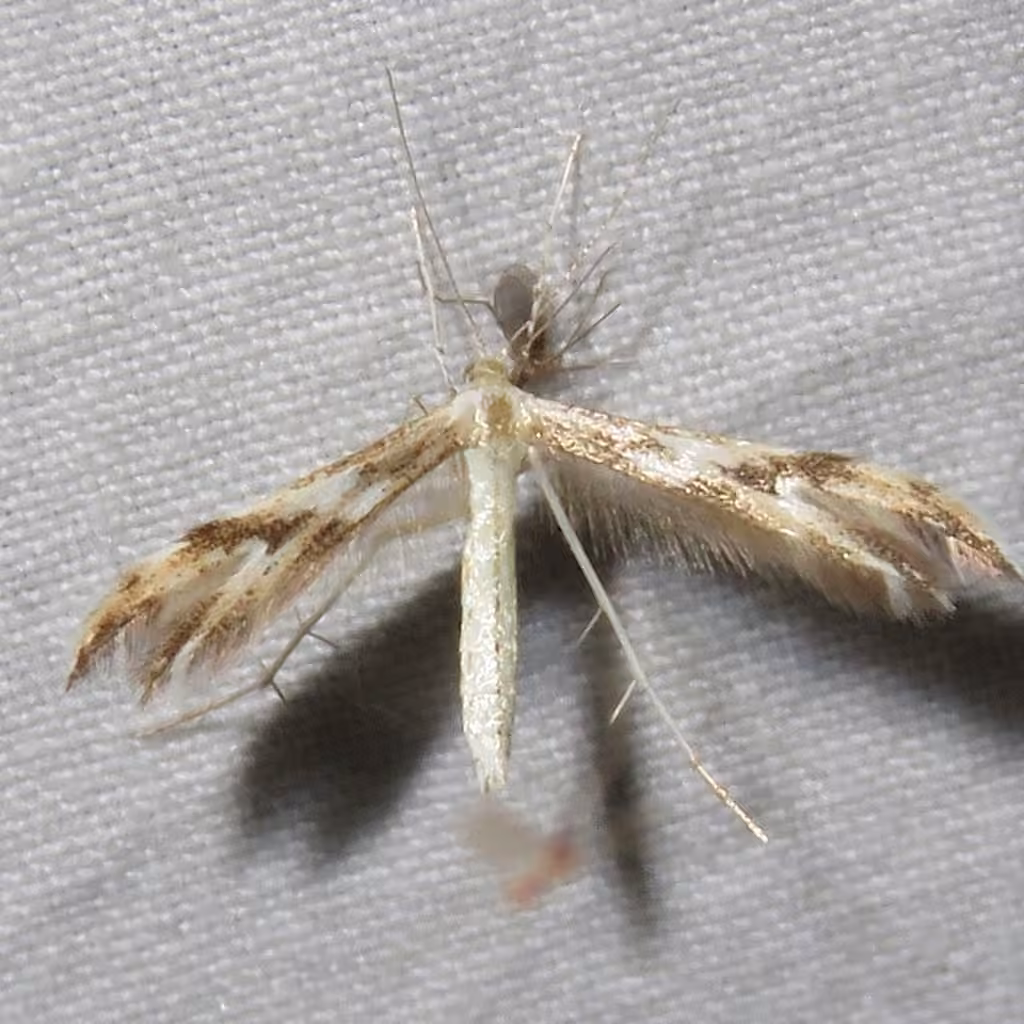 Mountain Plume Moth, Adulte