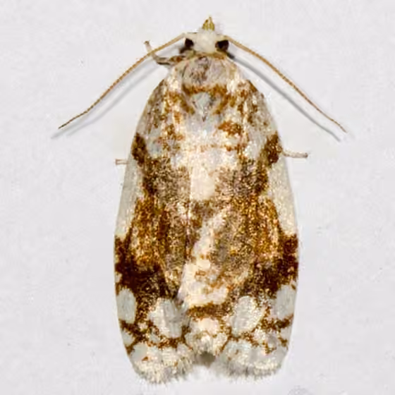 White-spotted Leafroller Moth, Adult