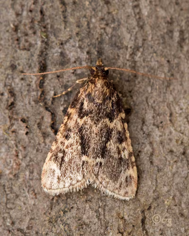 Aglosse cuivrée, photo 1 sur 5