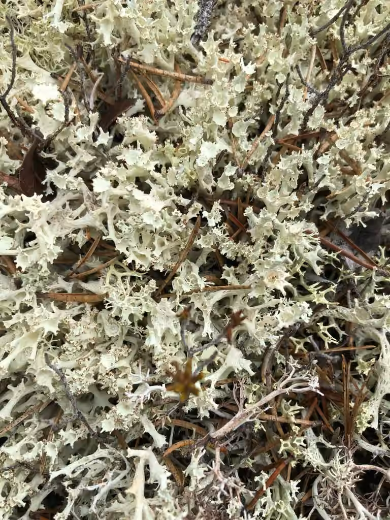 Fishnet Cladonia, photo 3 of 5