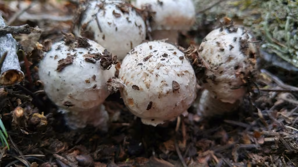 Agaric blanc sanguinolent, photo 2 of 5